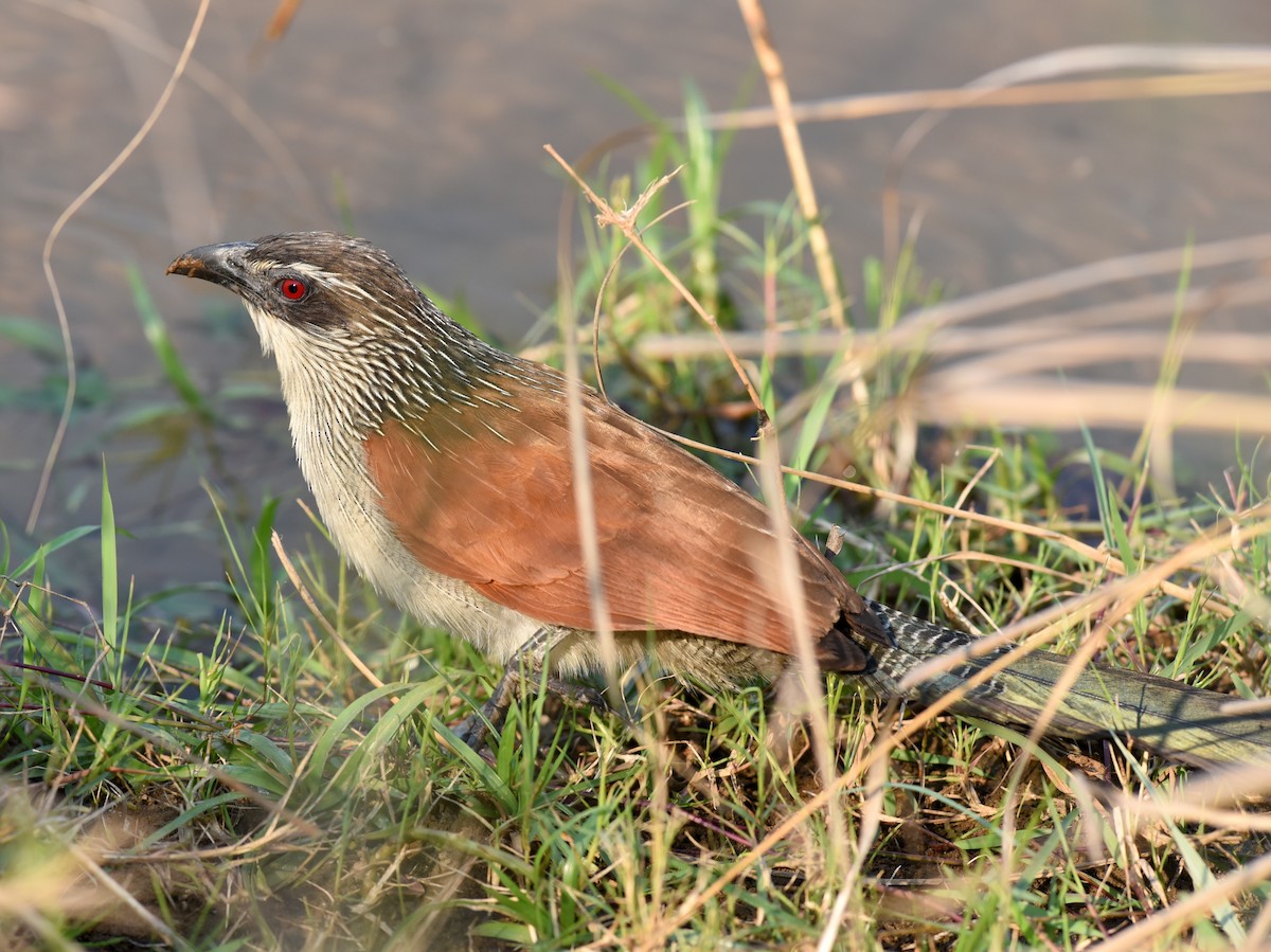White-browed Coucal - ML646548588