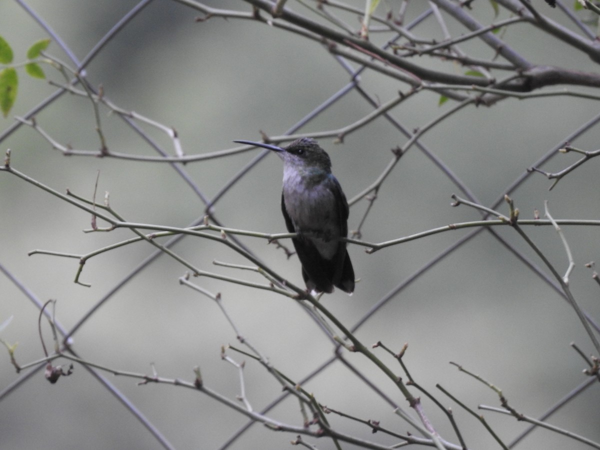Zafiro Golondrina - ML646548589