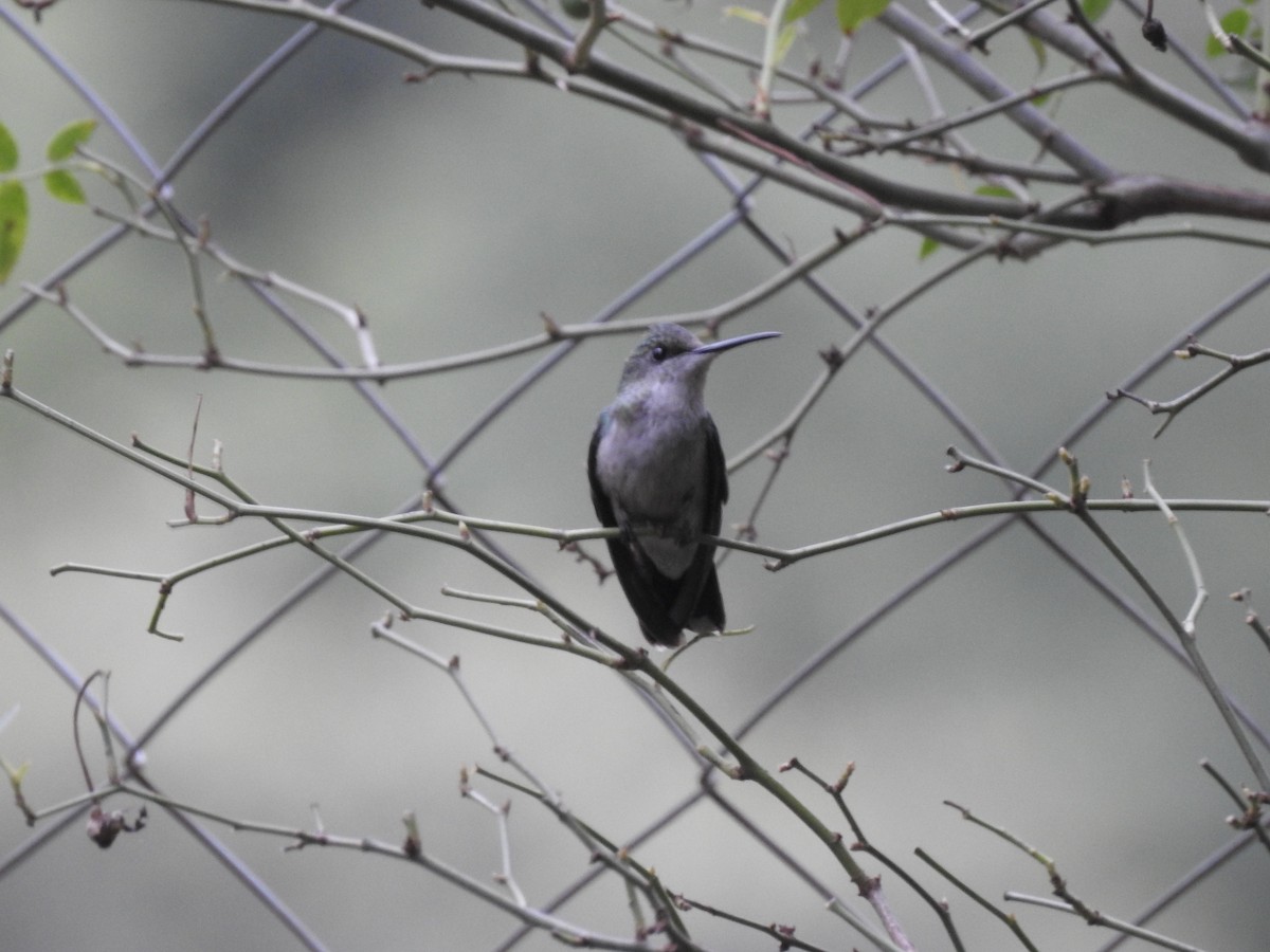 Zafiro Golondrina - ML646548590