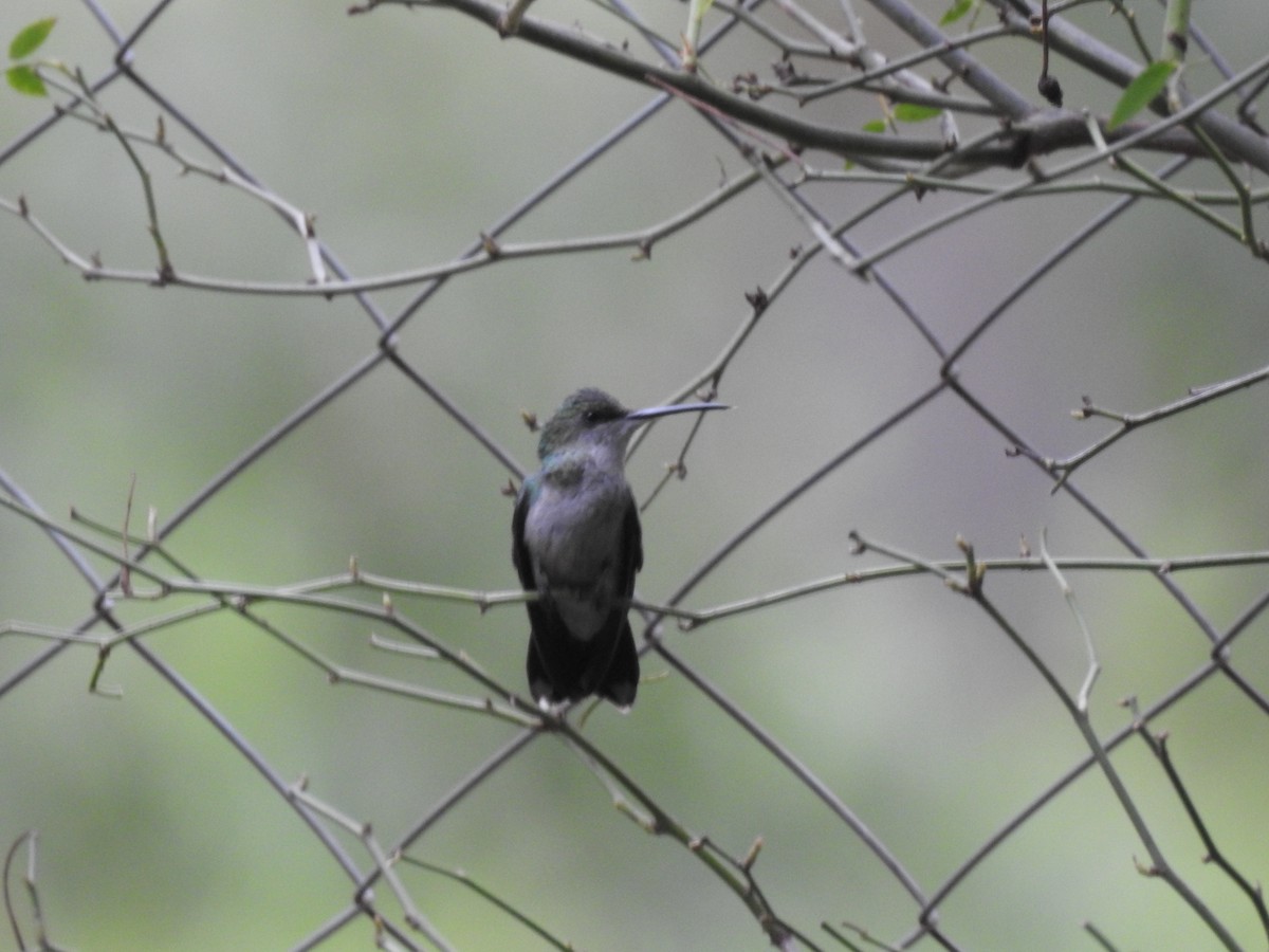 Zafiro Golondrina - ML646548591