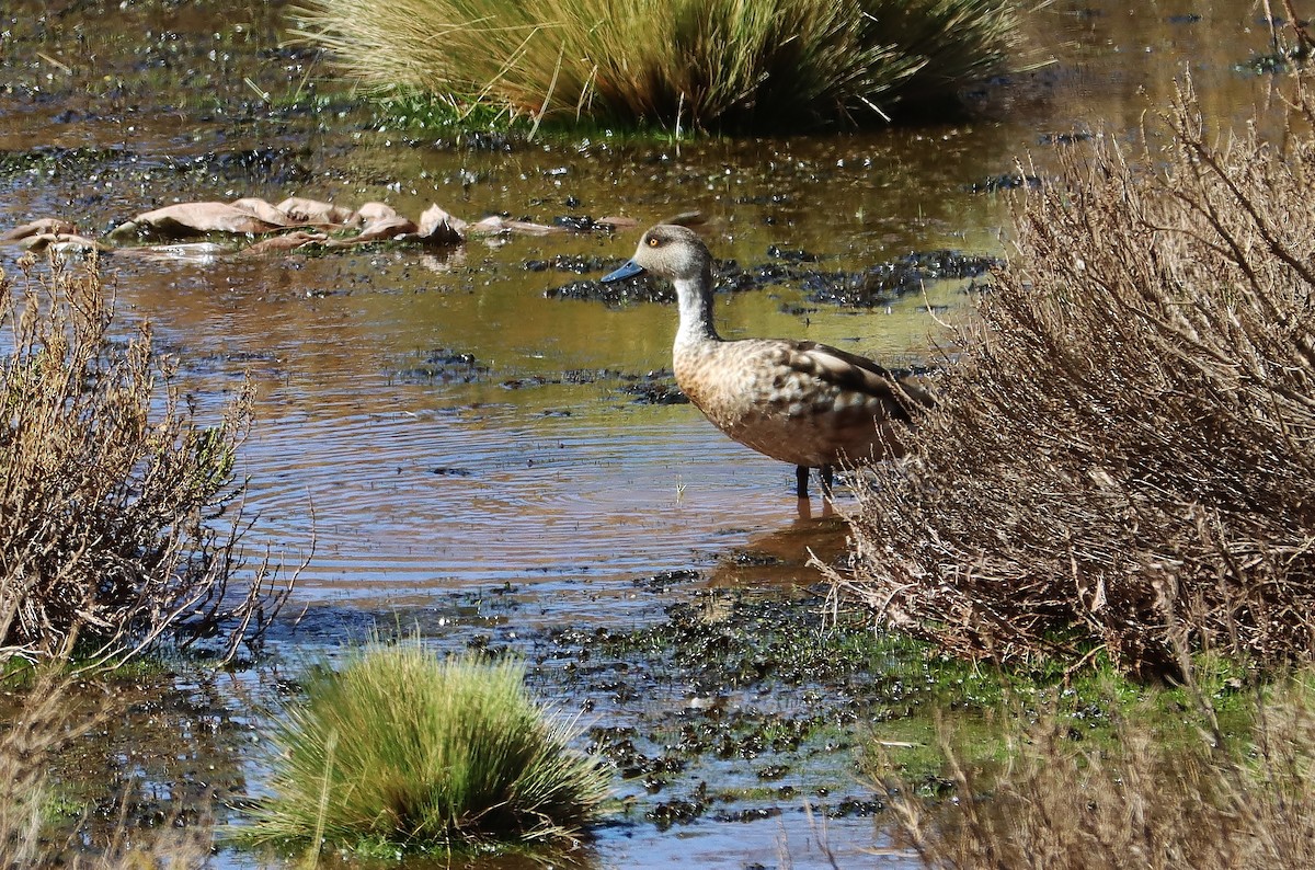 Хохлатая утка - ML646548592