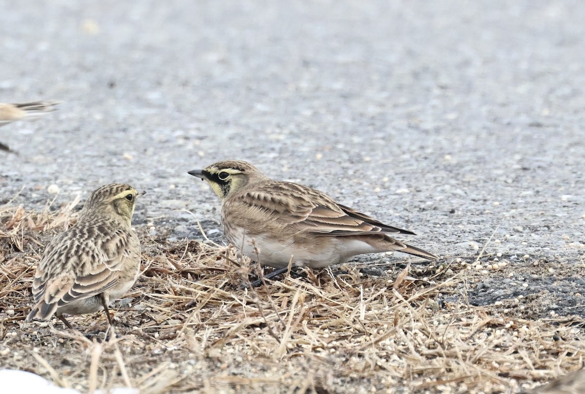 Horned Lark - ML646548594
