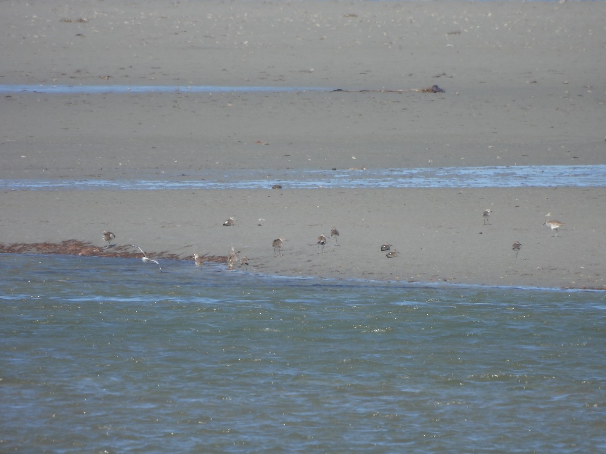 Willet (Eastern) - ML646548595