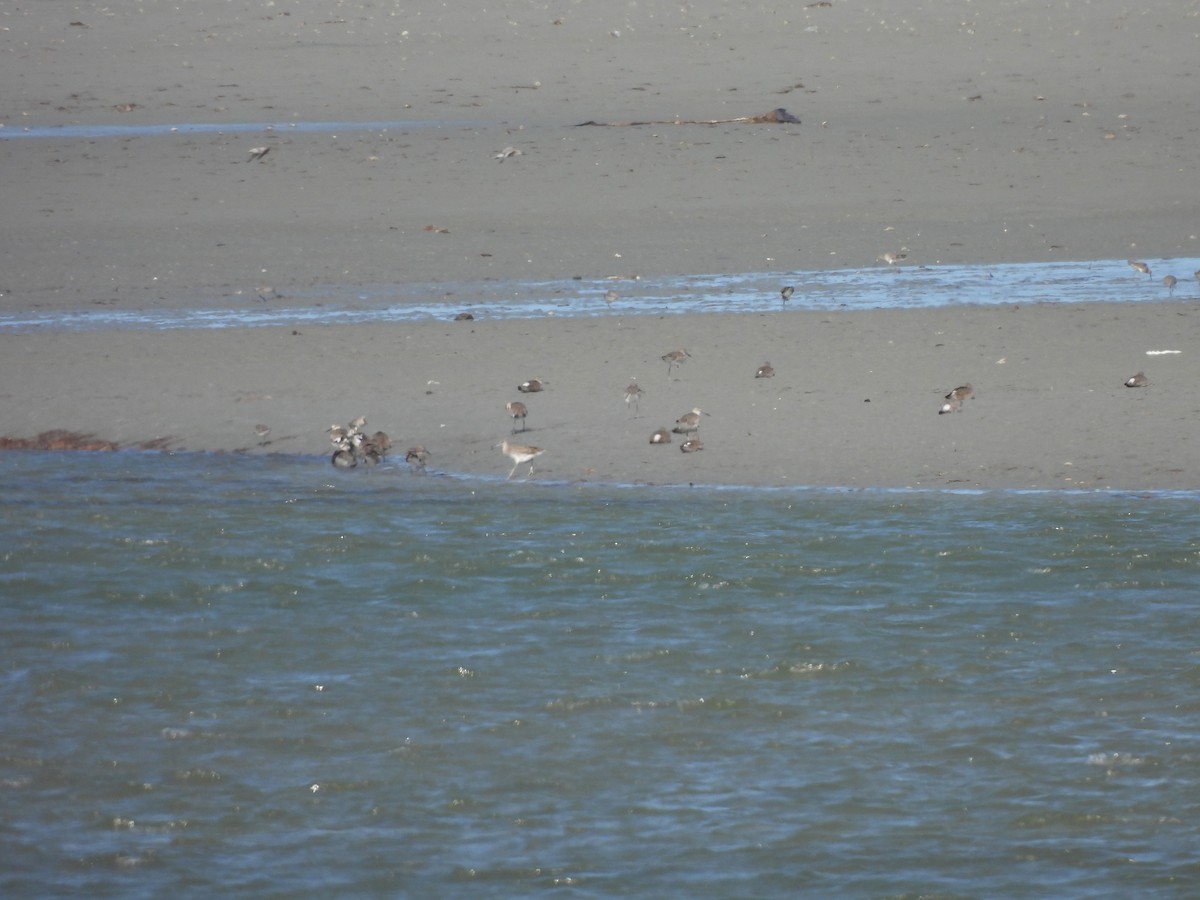 Willet (Eastern) - ML646548599