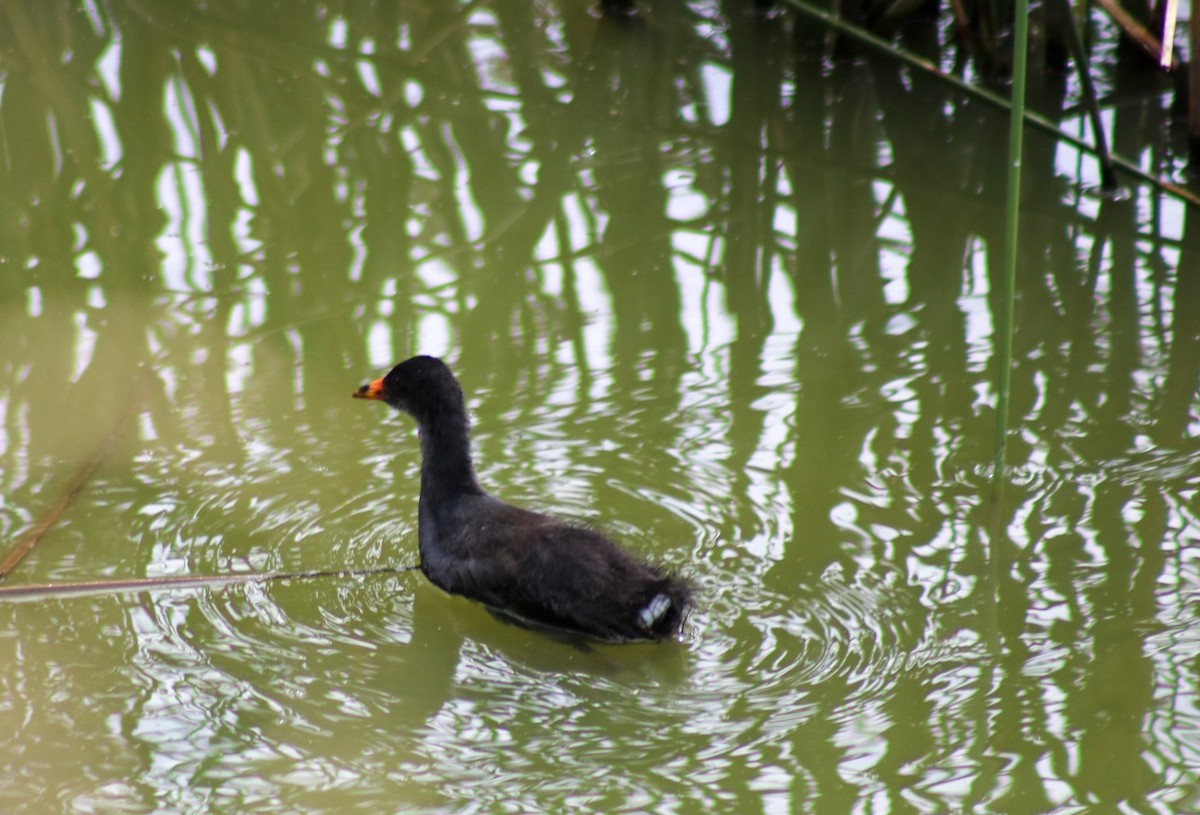 Common Gallinule - ML646548602