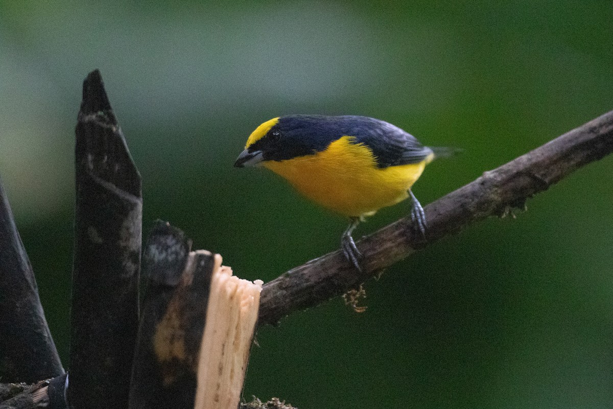 libohlásek tlustozobý - ML646548604