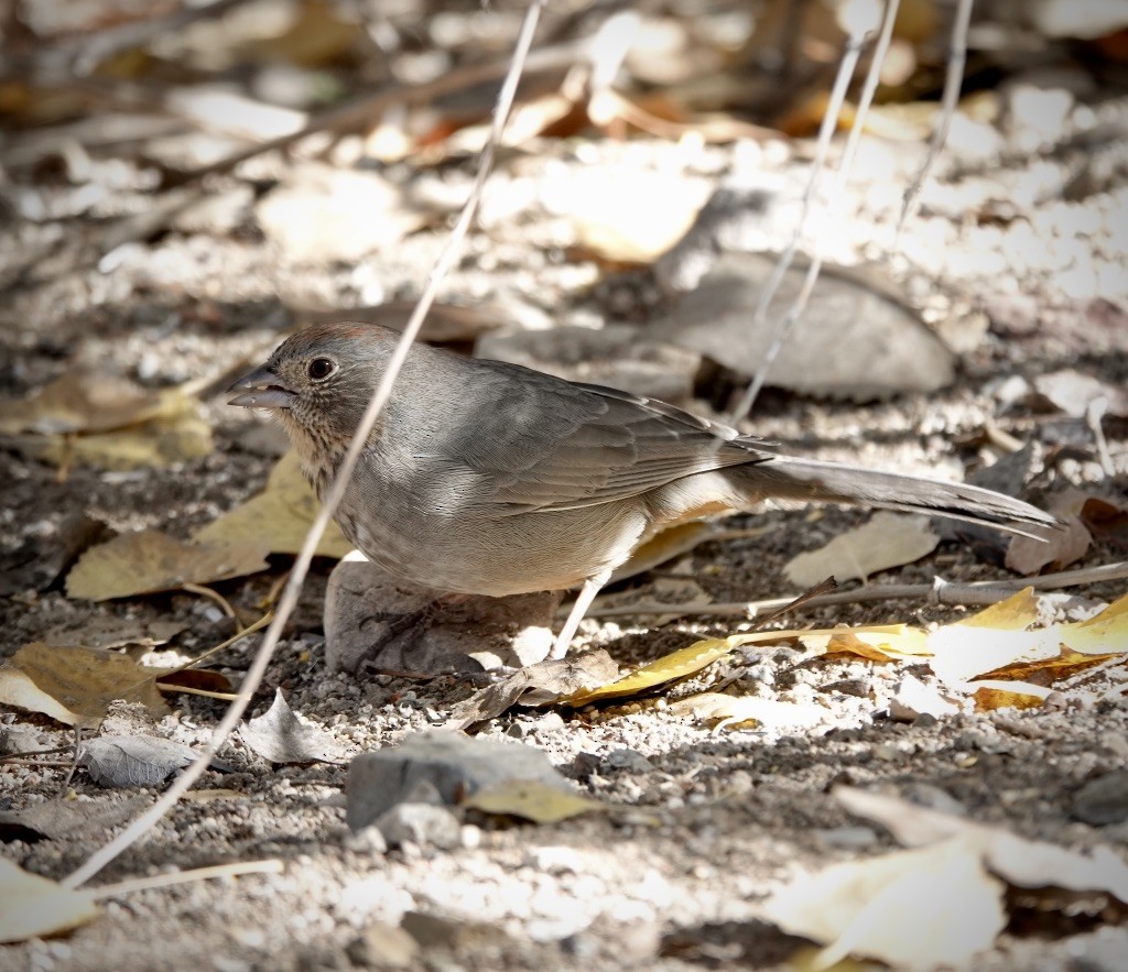 Canyon Towhee - ML646548606