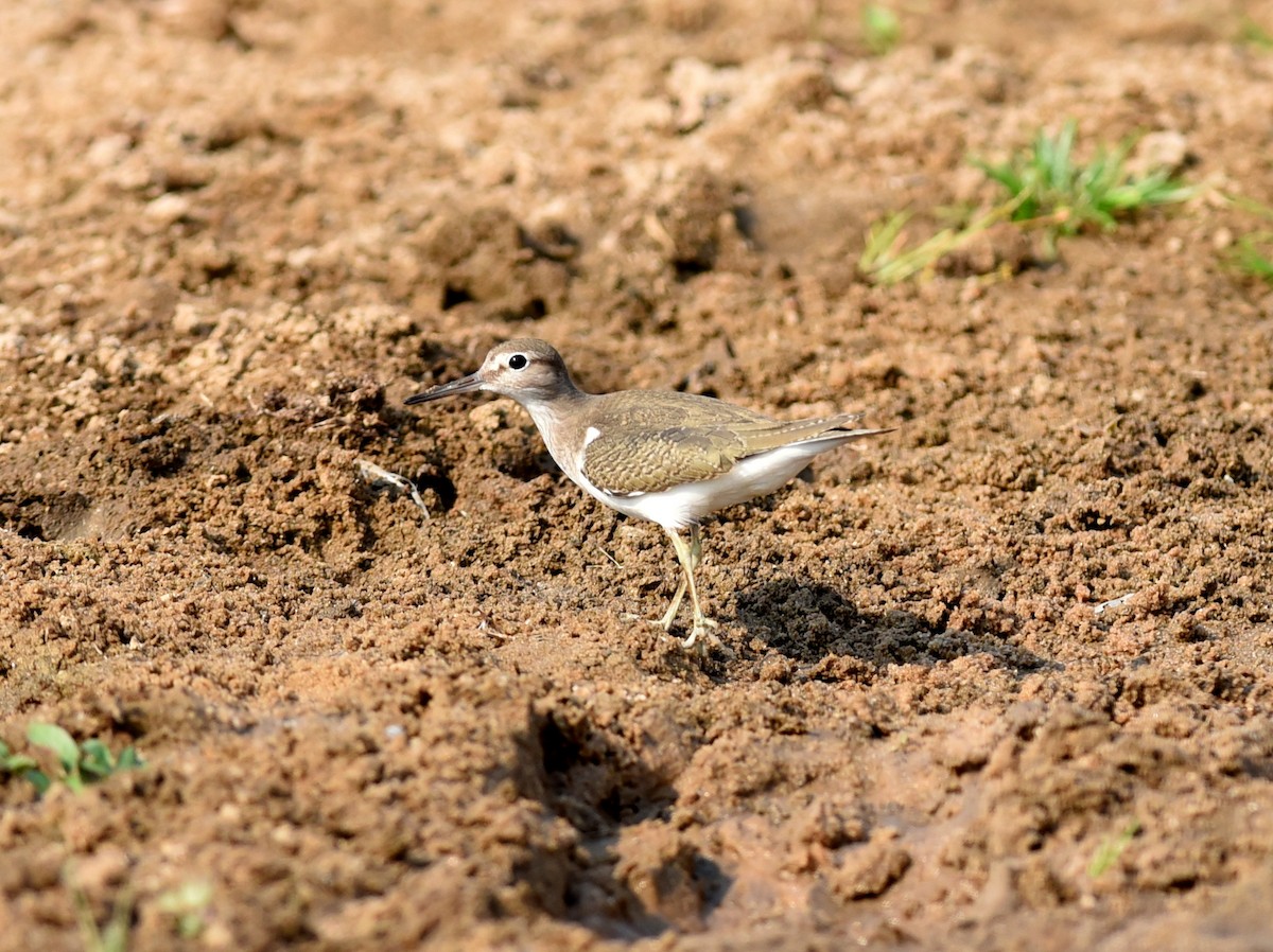 Common Sandpiper - ML646548607
