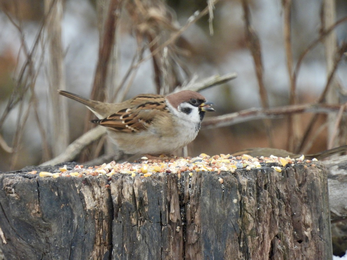 Eurasian Tree Sparrow - ML646548621