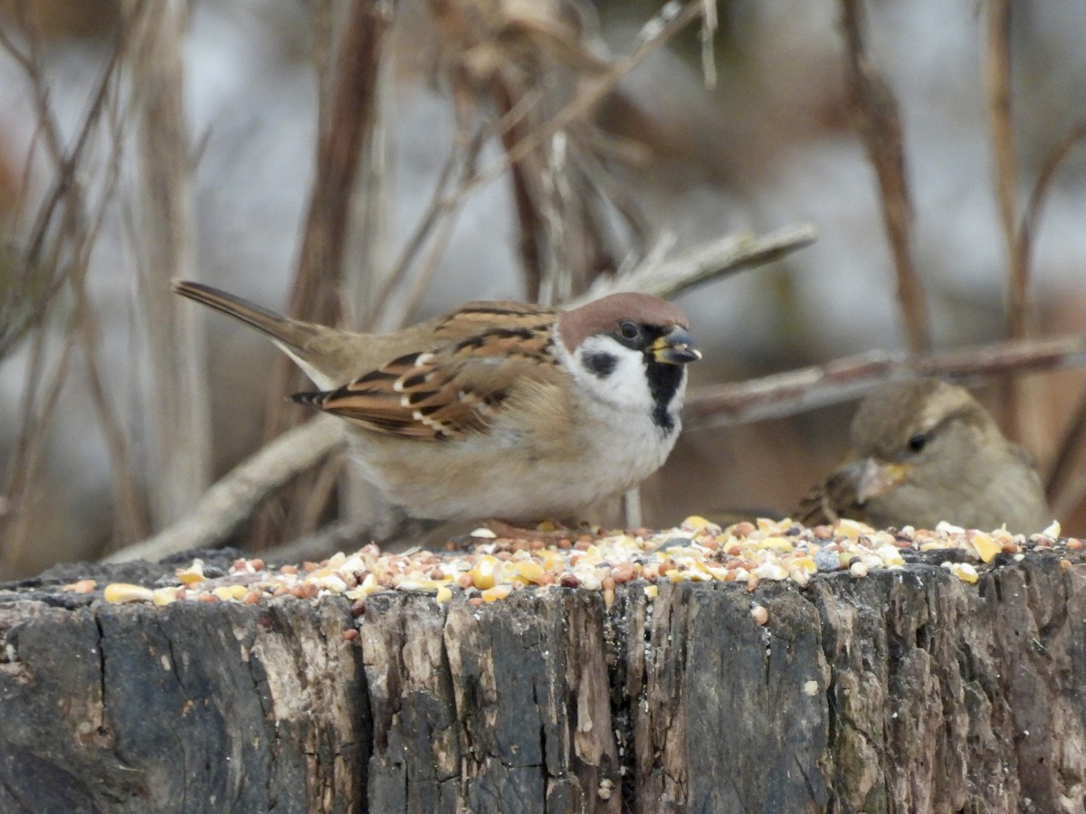 Eurasian Tree Sparrow - ML646548622