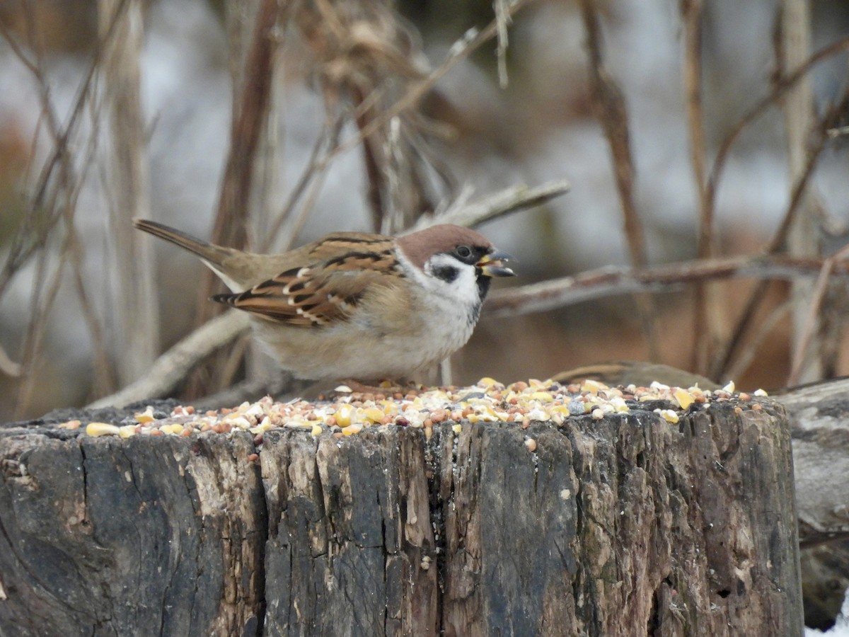 Eurasian Tree Sparrow - ML646548623