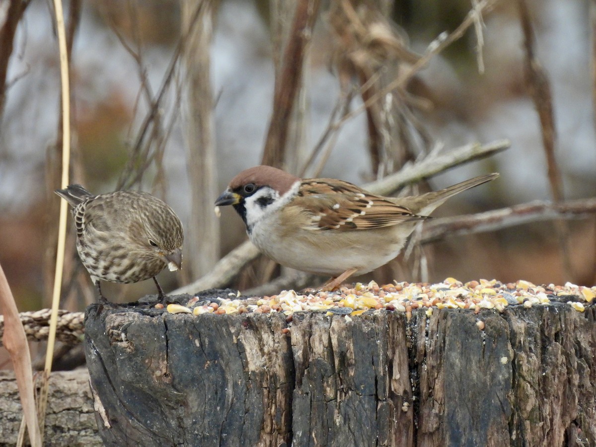 Eurasian Tree Sparrow - ML646548624