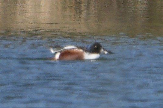 lžičák pestrý - ML646548625