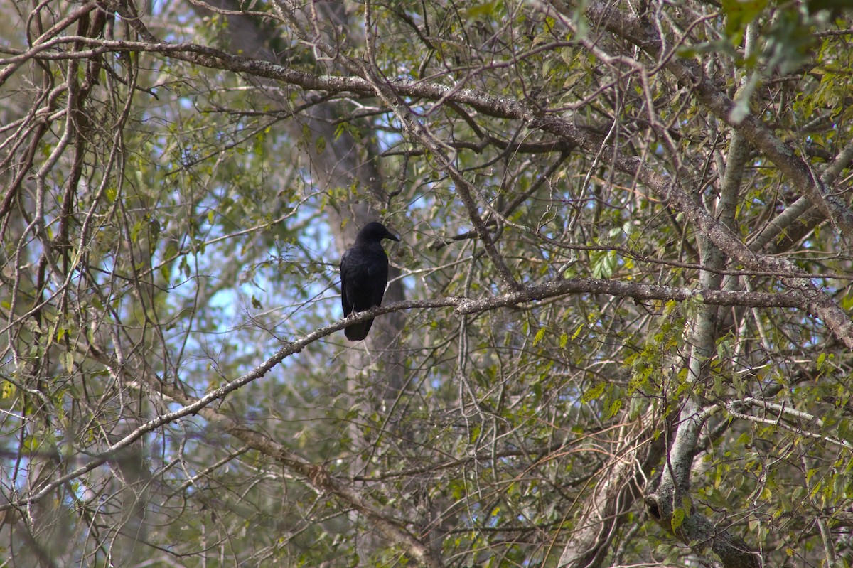 Amerikakrähe - ML646548627