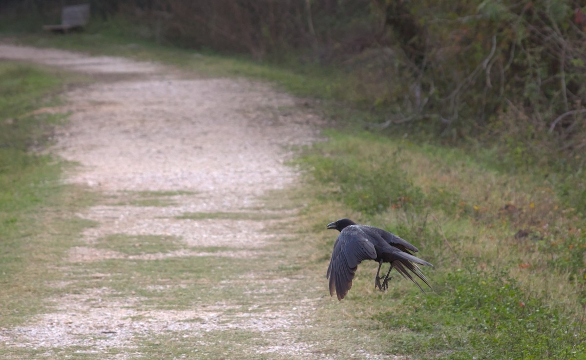 Amerikakrähe - ML646548628