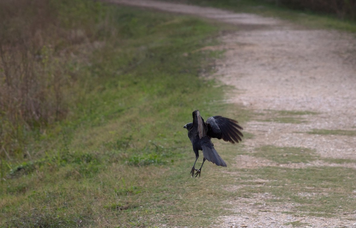 Amerikakrähe - ML646548629