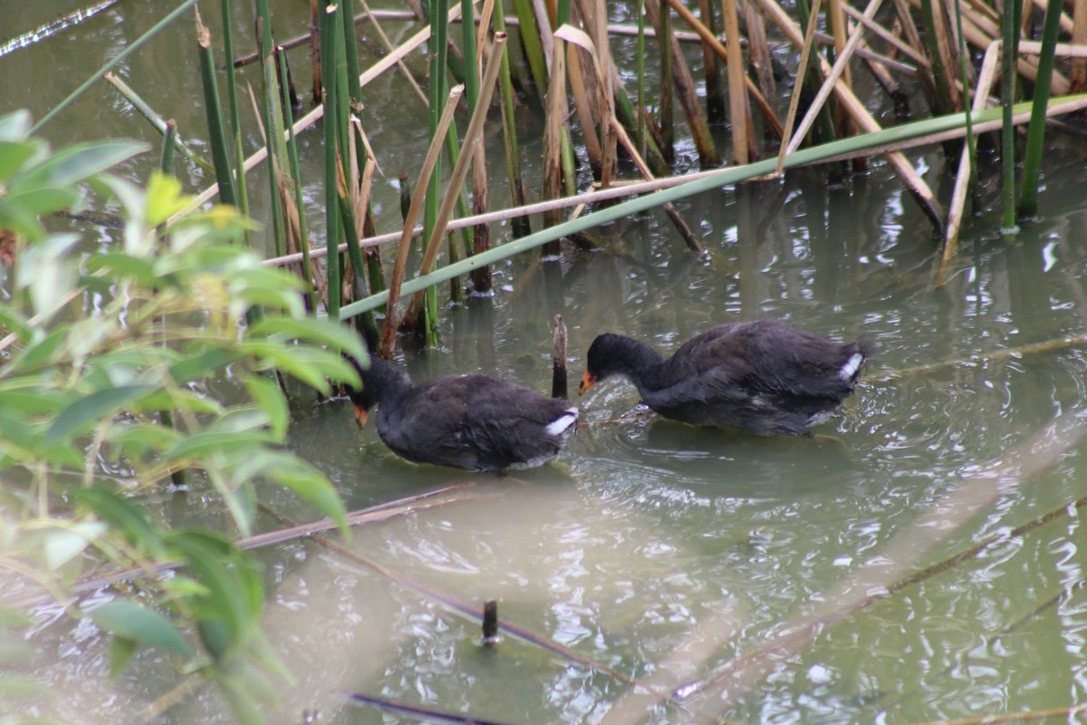 Common Gallinule - ML646548630