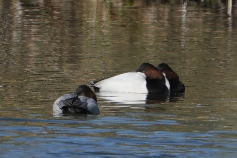 Canvasback - ML646548632