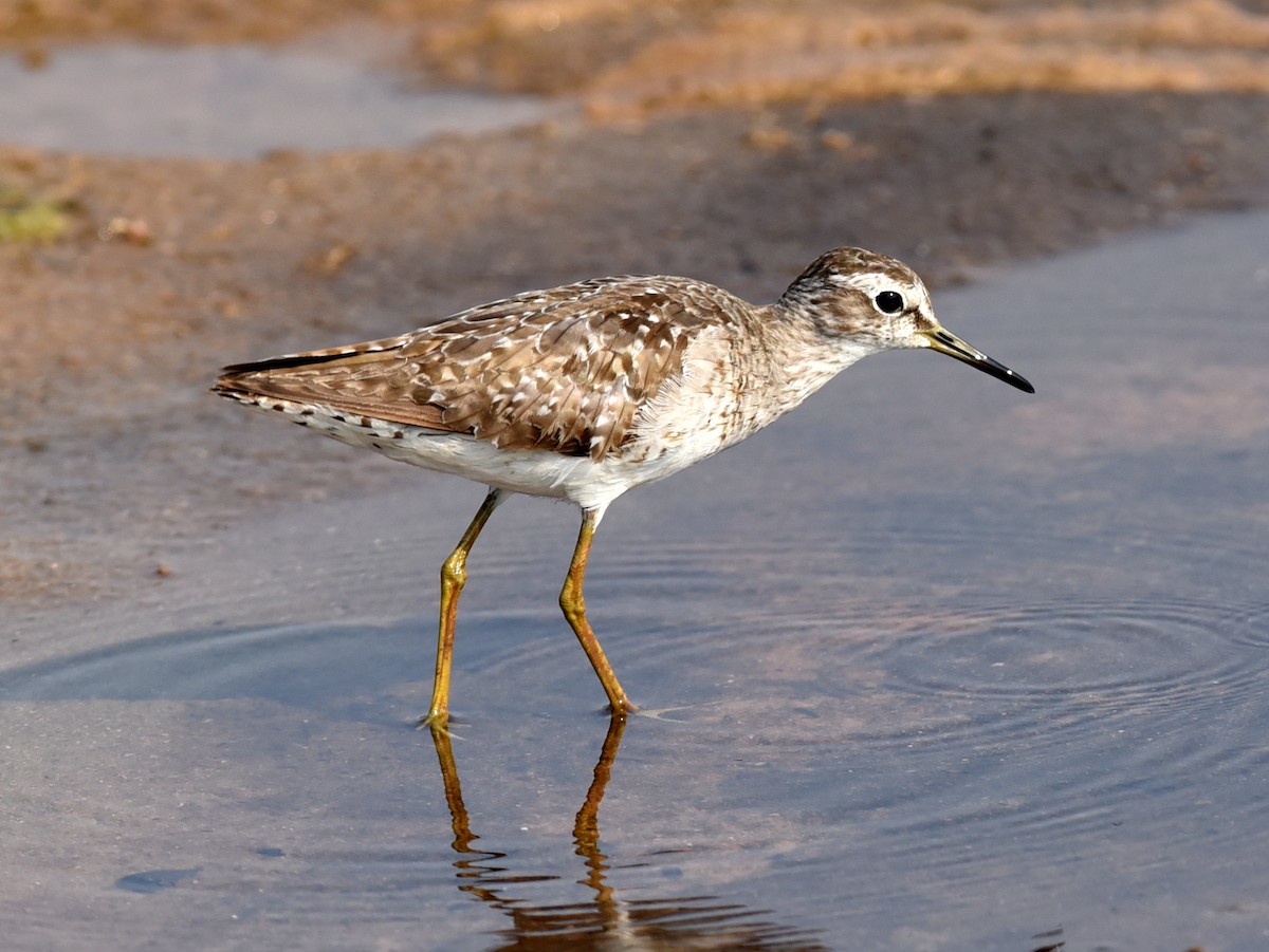 Wood Sandpiper - ML646548633