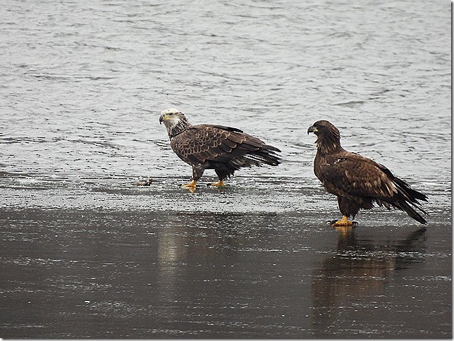 עיטם לבן-ראש - ML646548634
