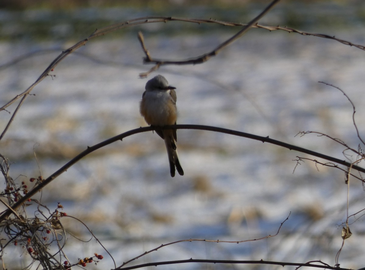 Scissor-tailed Flycatcher - ML646548635