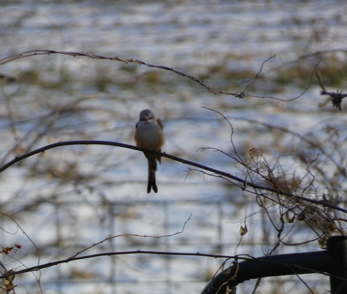 Scissor-tailed Flycatcher - ML646548636