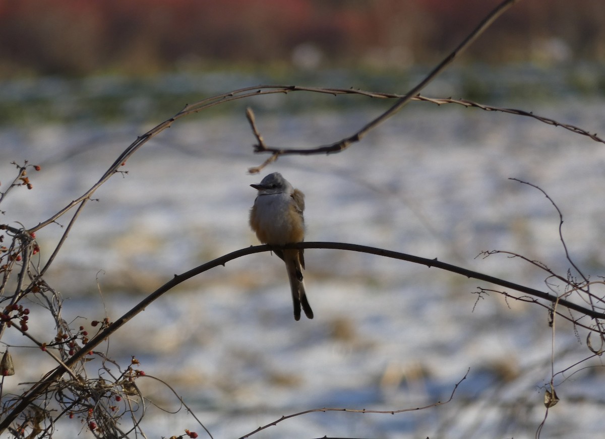 Scissor-tailed Flycatcher - ML646548637