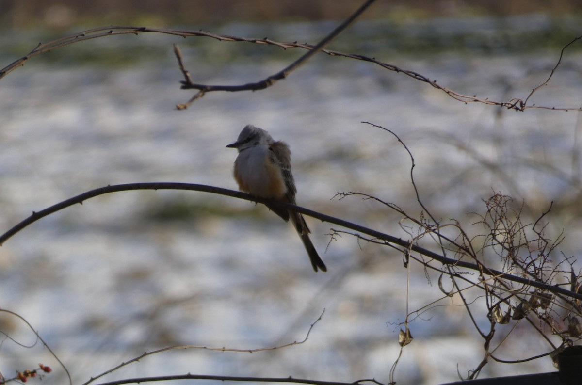 Scissor-tailed Flycatcher - ML646548638