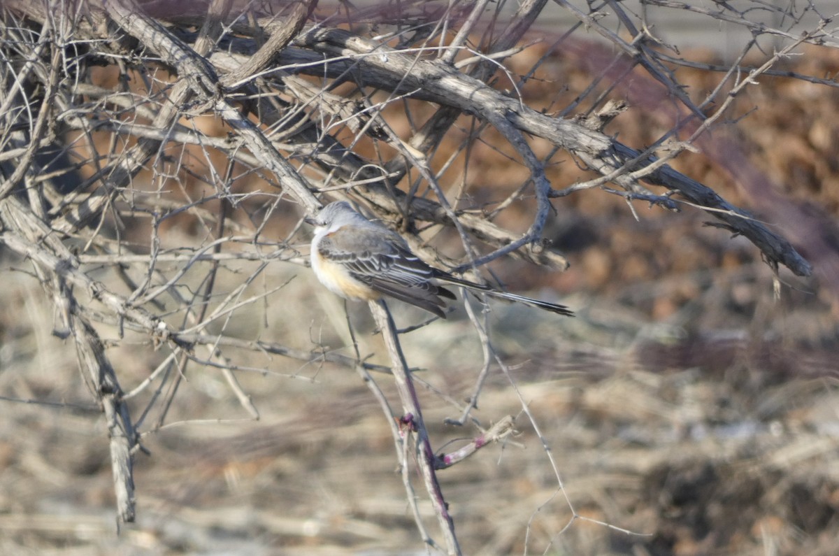 Scissor-tailed Flycatcher - ML646548639