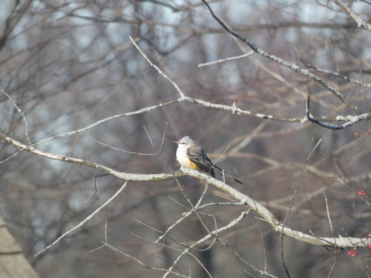 Scissor-tailed Flycatcher - ML646548640