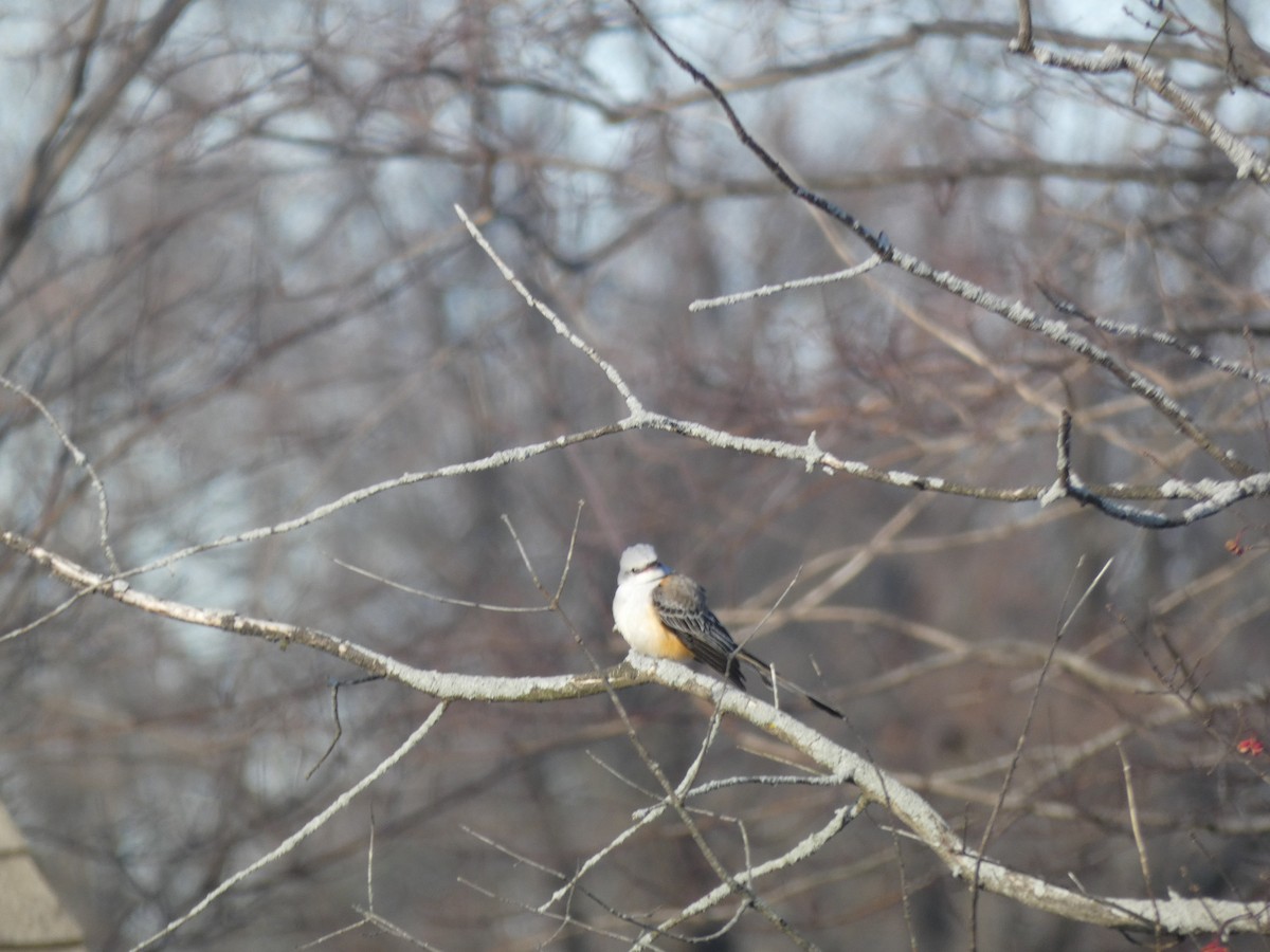 Scissor-tailed Flycatcher - ML646548641