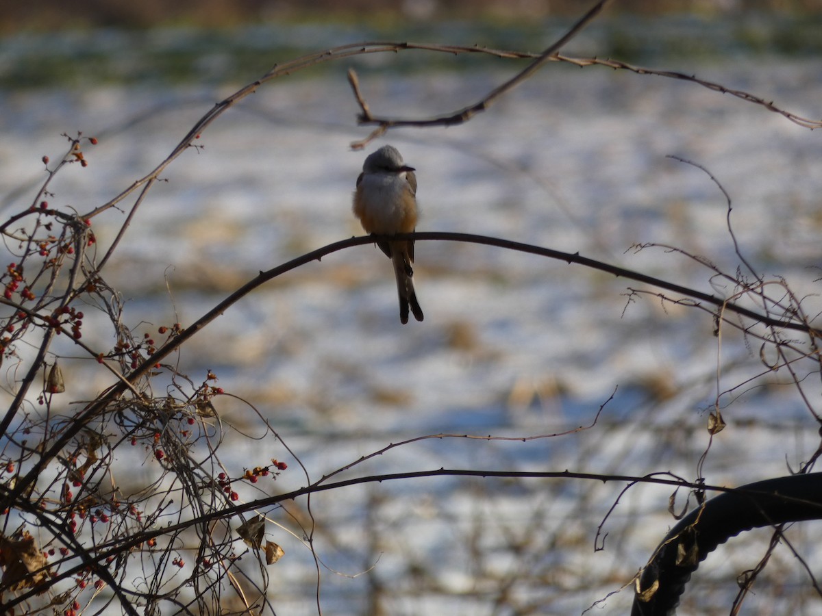 Scissor-tailed Flycatcher - ML646548642