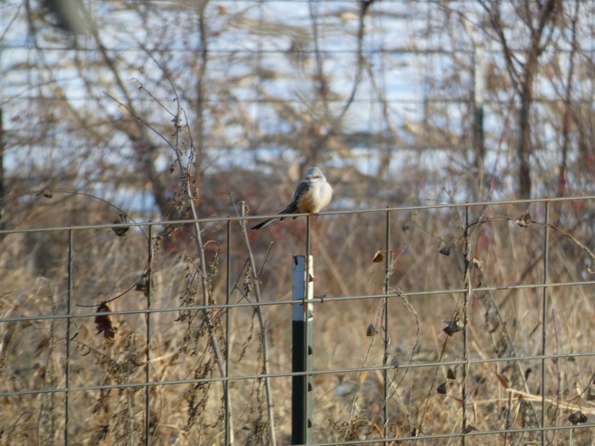 Scissor-tailed Flycatcher - ML646548643