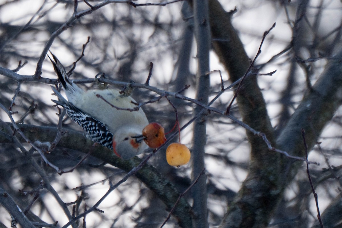 Red-bellied Woodpecker - ML646548644