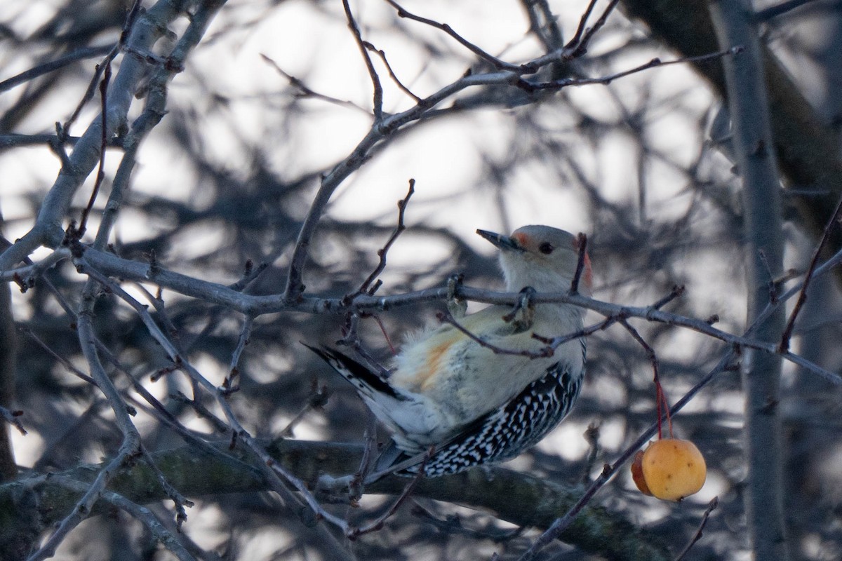Red-bellied Woodpecker - ML646548645