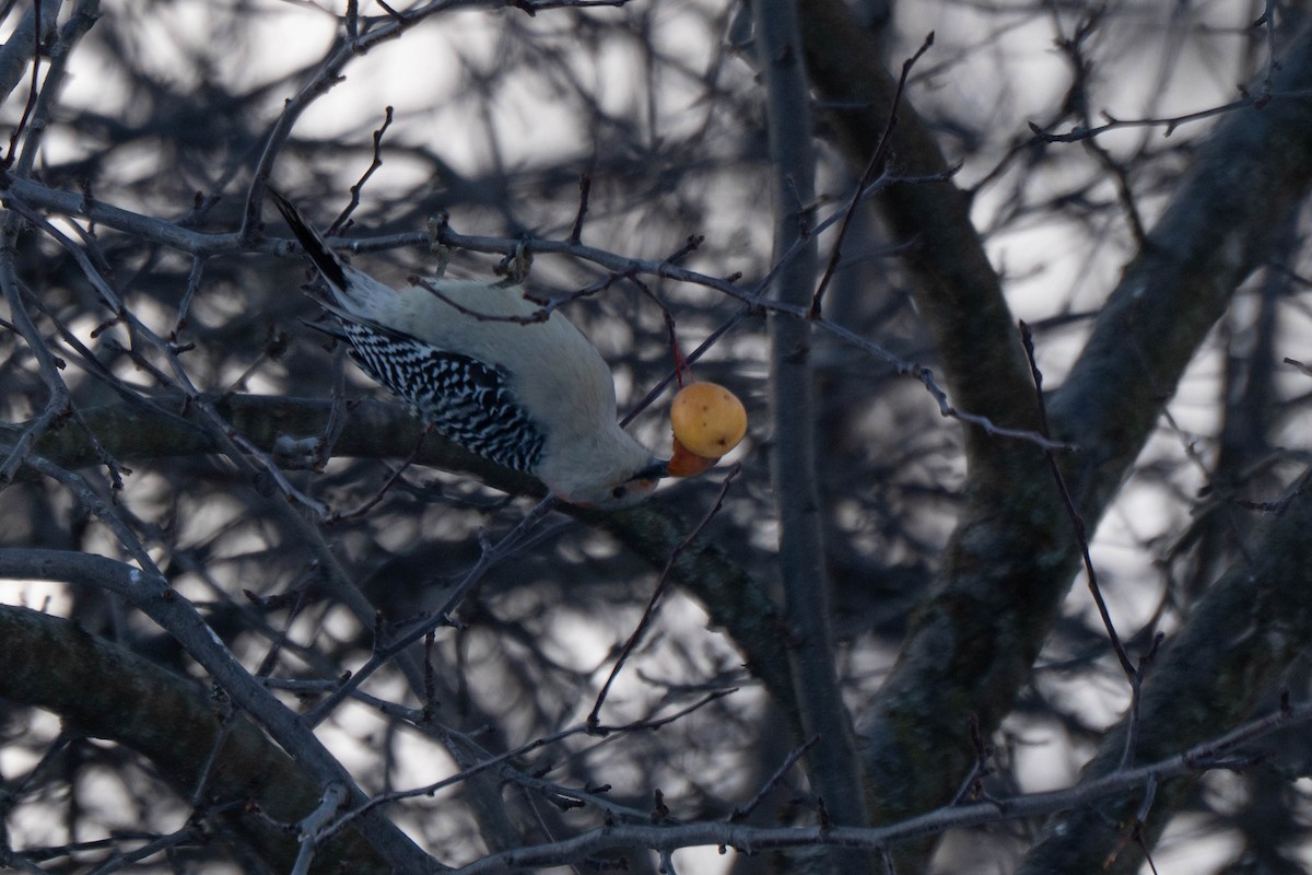 Red-bellied Woodpecker - ML646548646
