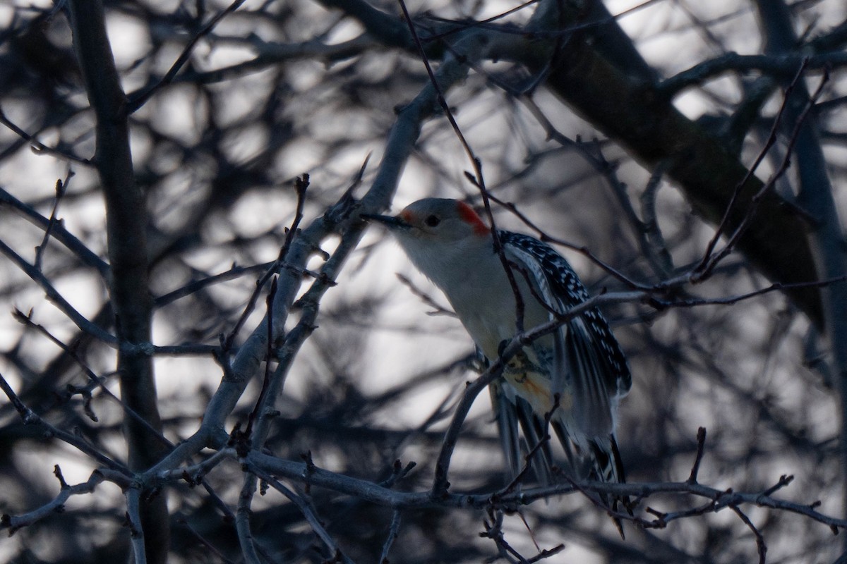 Red-bellied Woodpecker - ML646548647
