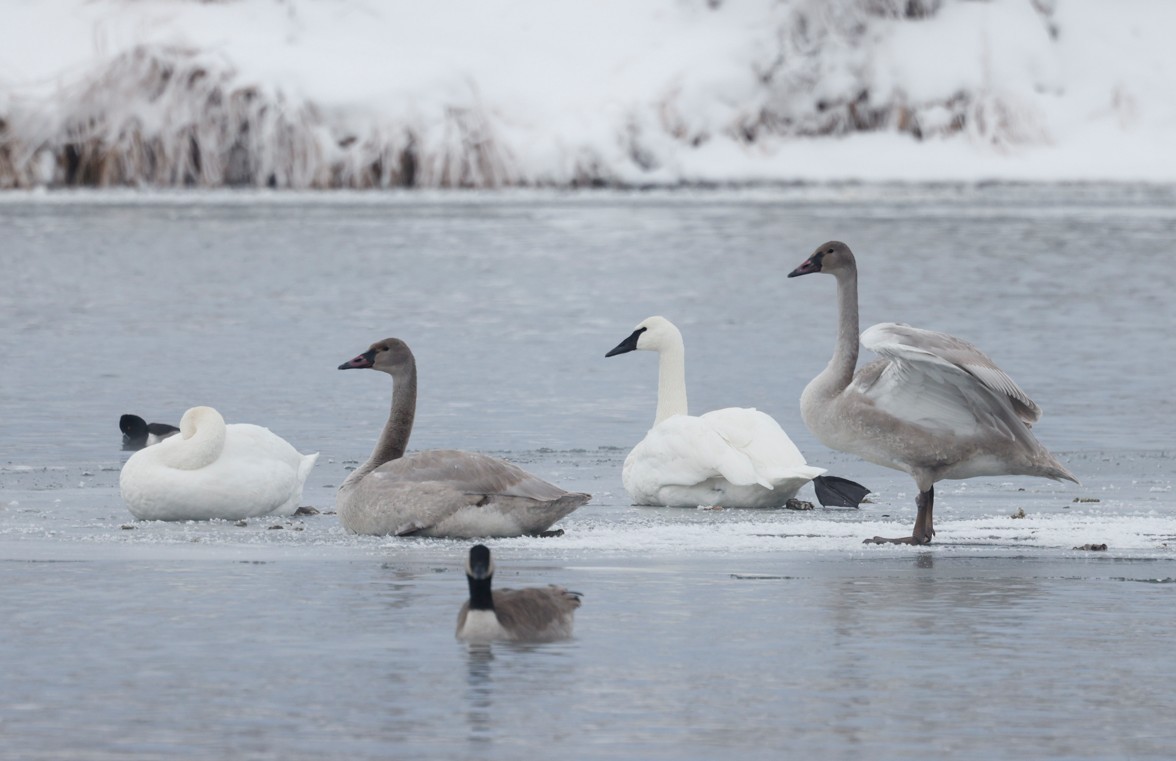 Trumpeter Swan - ML646548648