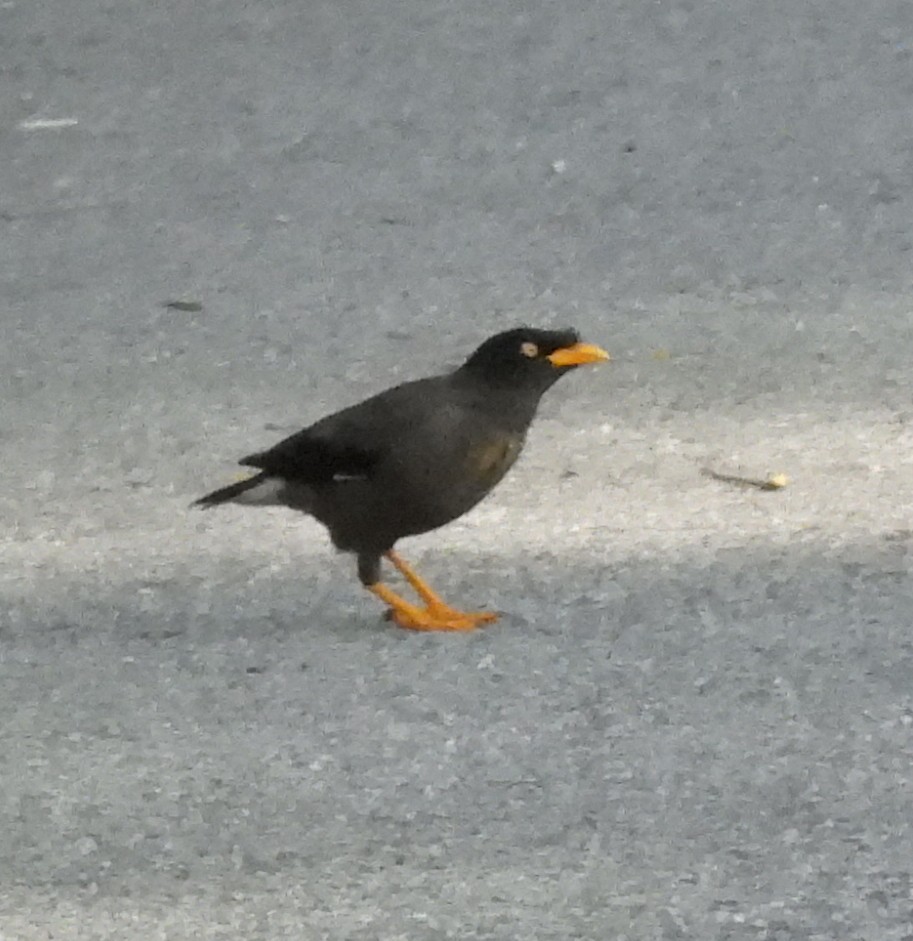 Javan Myna - ML646548649