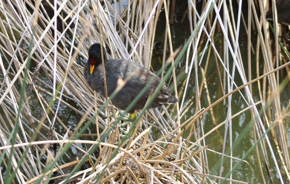 Red-fronted Coot - ML646548651