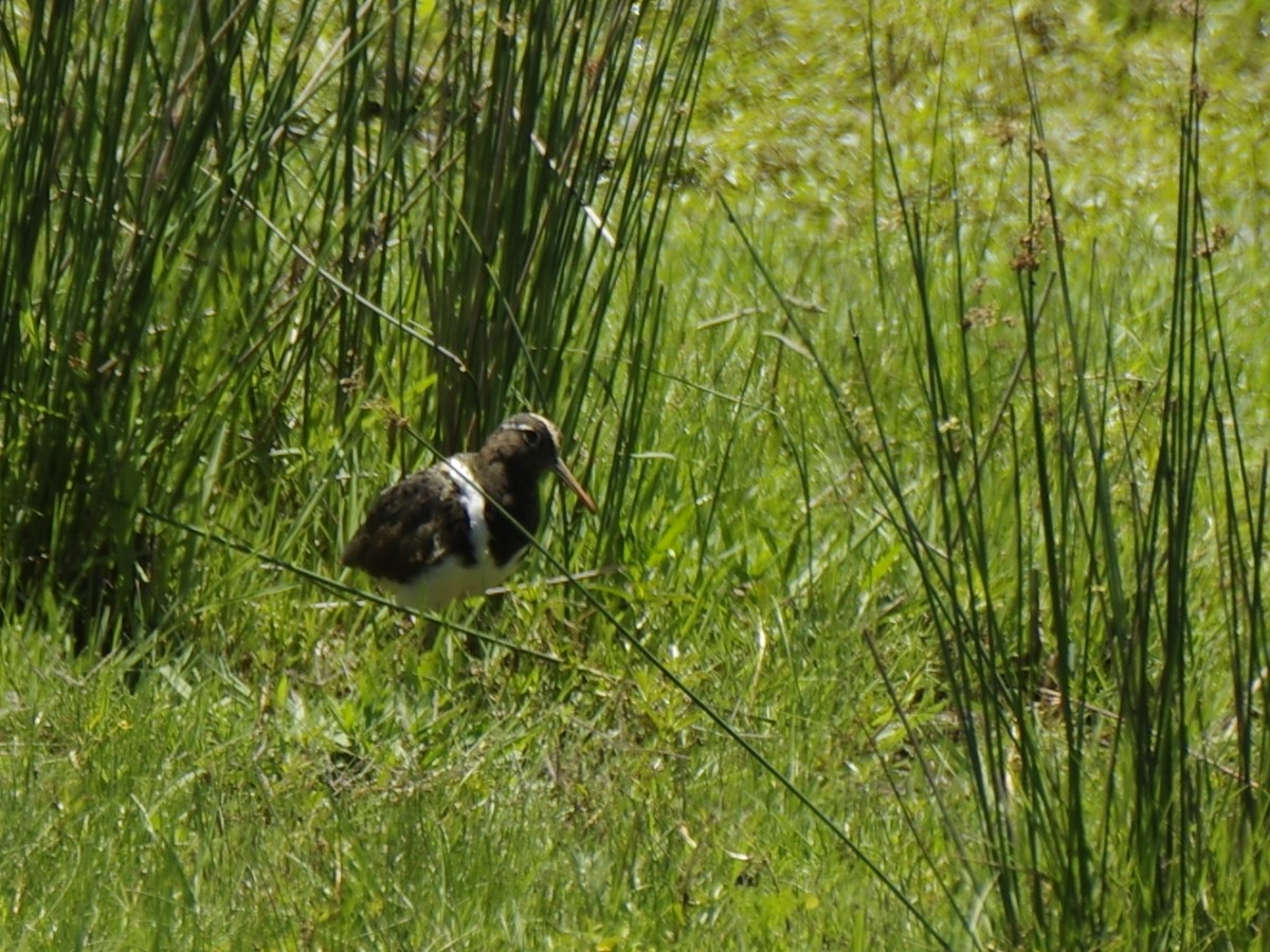 Australian Painted-Snipe - ML646548652