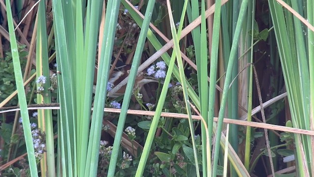 Least Bittern - ML646548654