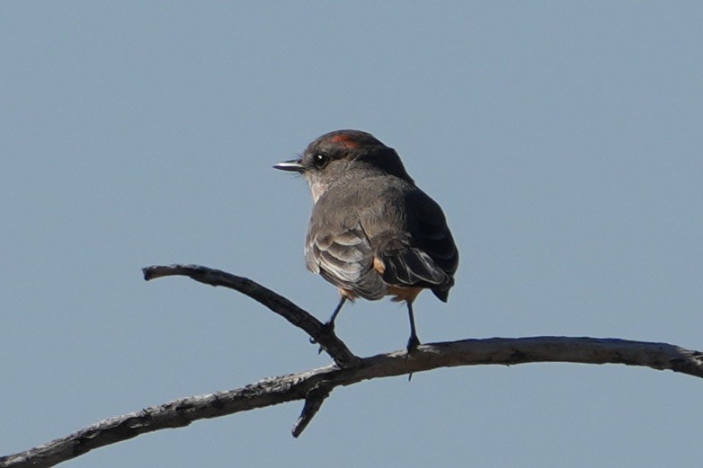 Vermilion Flycatcher - ML646548655