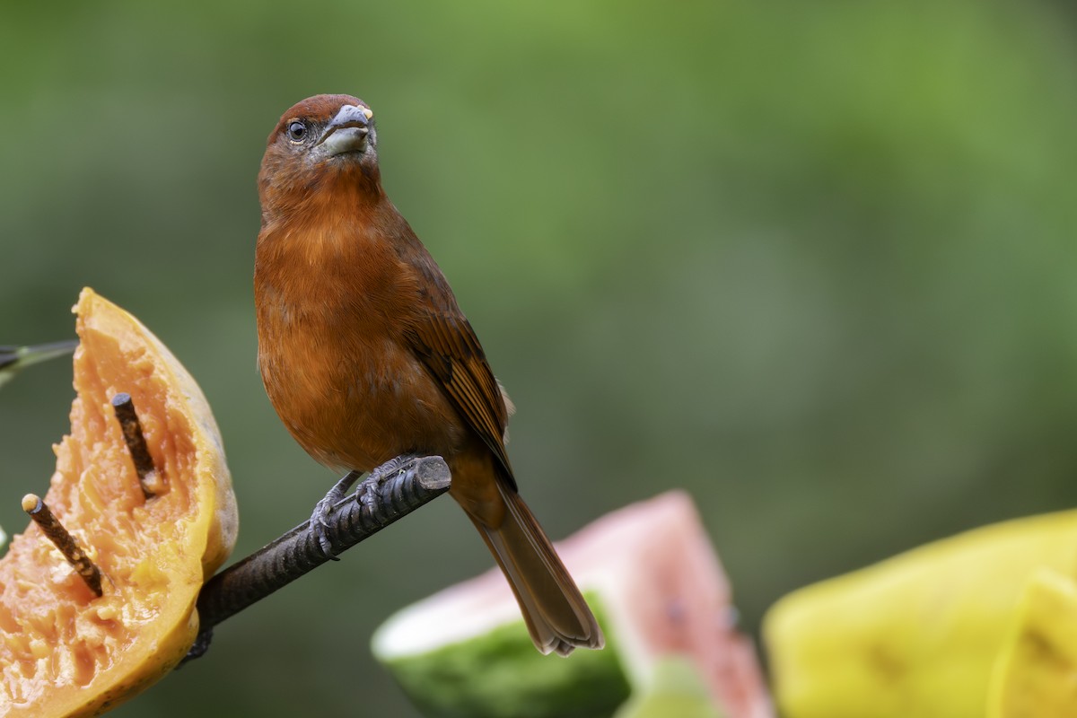 Hepatic Tanager - ML646548656