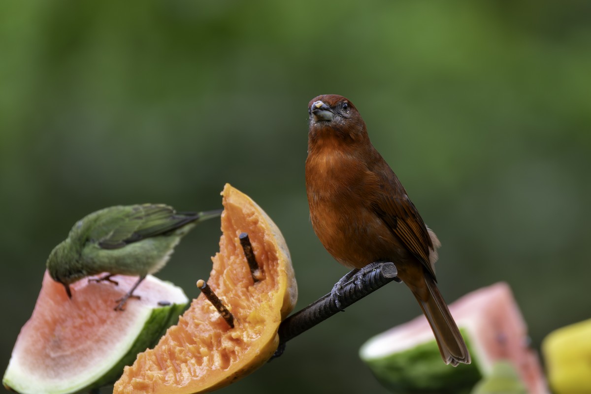 Hepatic Tanager - ML646548657