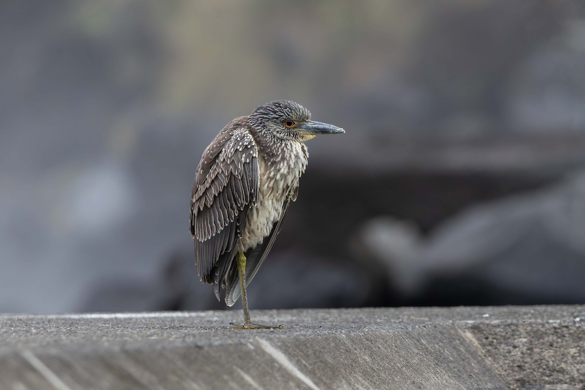 Yellow-crowned Night Heron - ML646548658