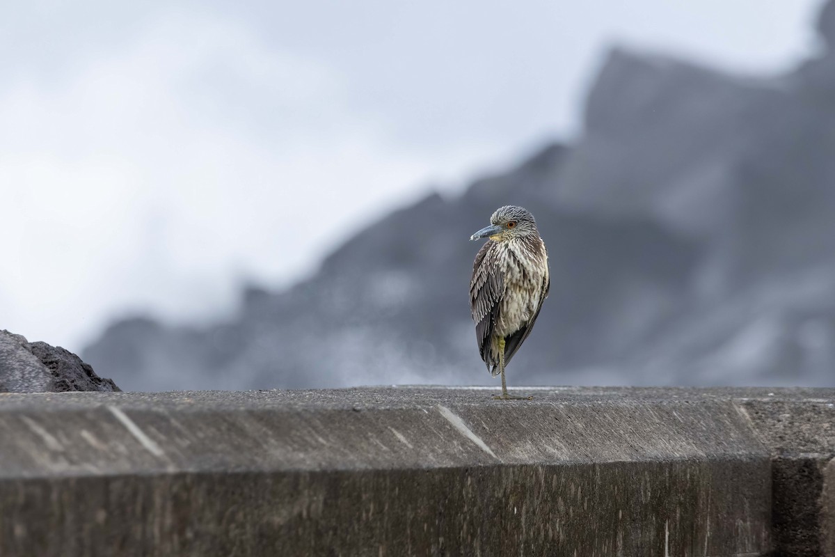 Yellow-crowned Night Heron - ML646548659