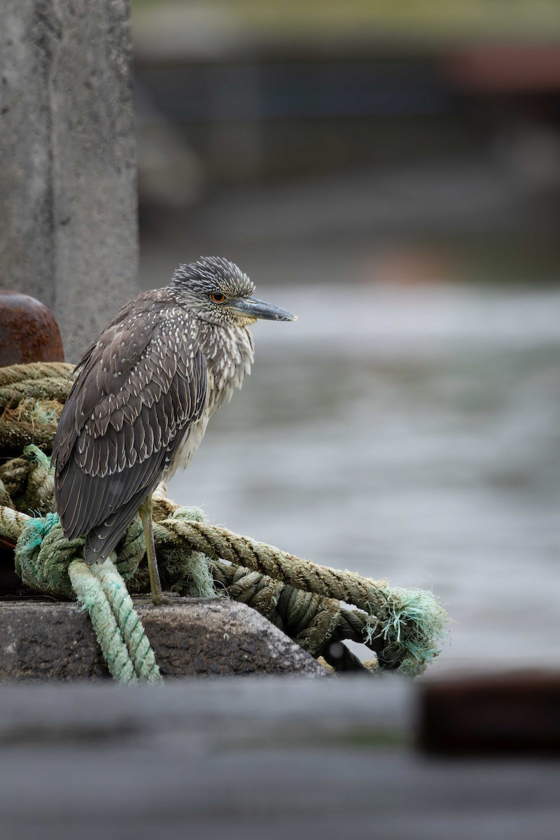 Yellow-crowned Night Heron - ML646548660