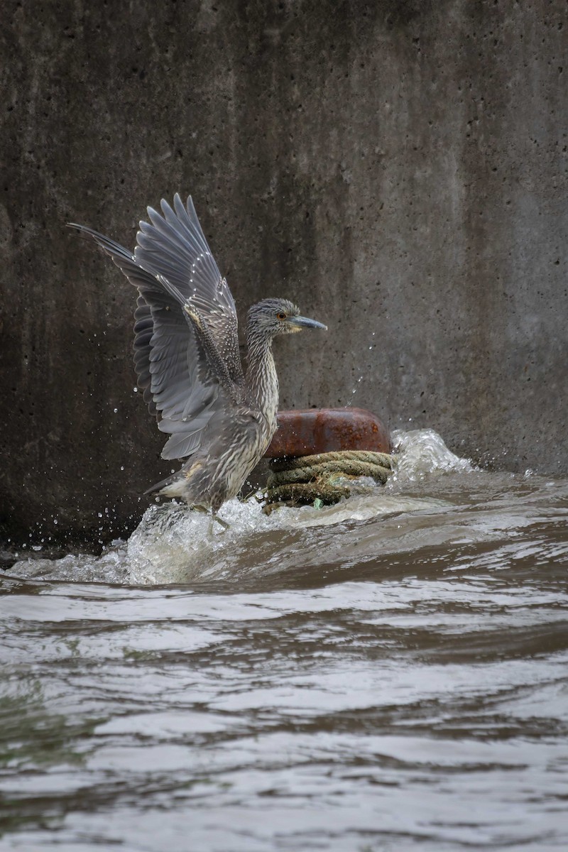 Yellow-crowned Night Heron - ML646548661