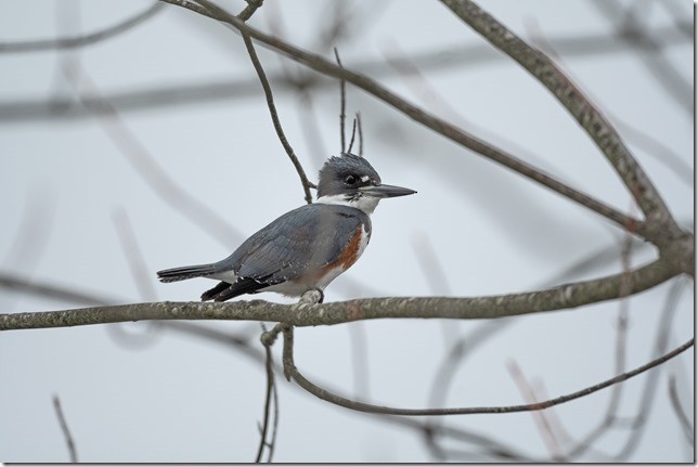 Belted Kingfisher - ML646548663